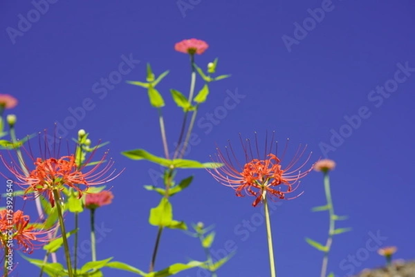 Obraz 秋の青空に映える彼岸花