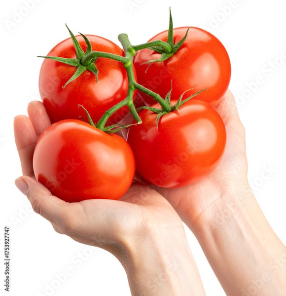 Fototapeta four fresh red tomatoes in hand isolated on white background