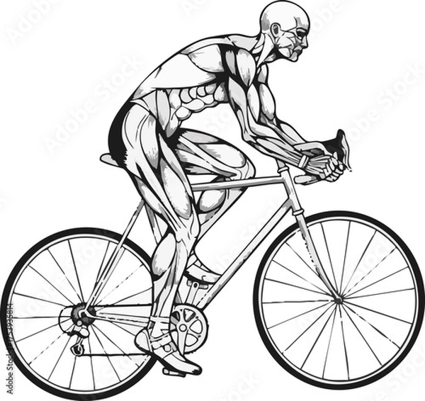 Fototapeta Anatomical illustration of a muscular cyclist in profile, actively riding a road bicycle with exposed muscle structure.