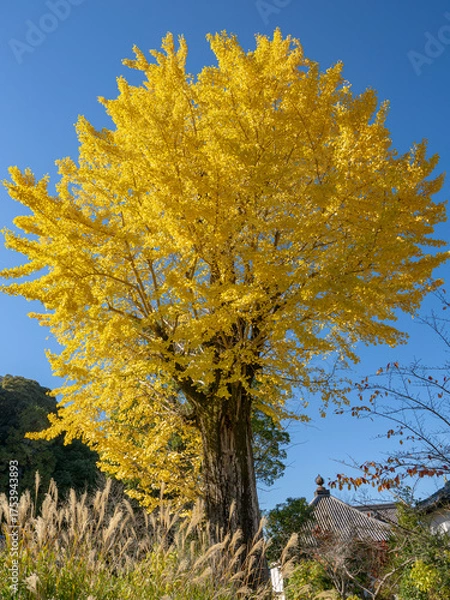 Fototapeta 秋空に映える橘寺の大銀杏