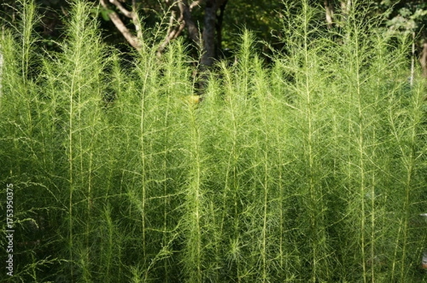 Obraz A verdant view of tall asparagus plants flourishing in the garden