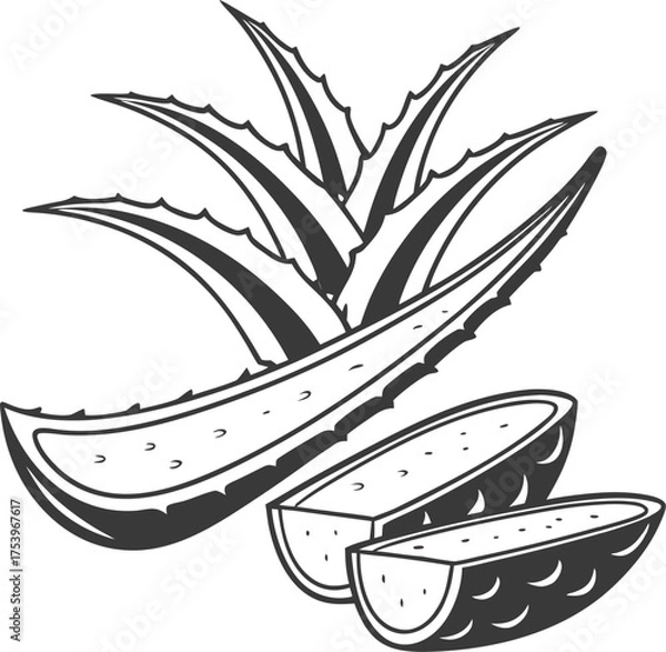 Fototapeta vector illustration of a aloe vera