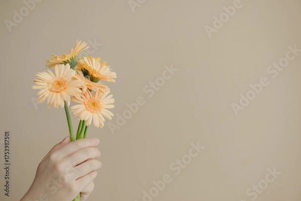 Fototapeta オレンジ色のガーベラの花束を持つ女性の手