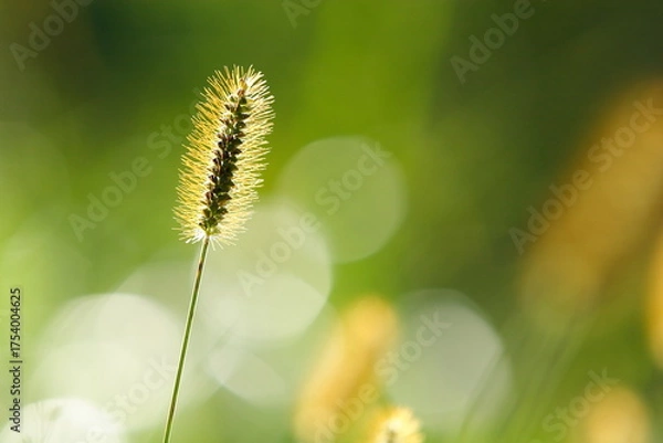 Obraz 金色に輝く秋の雑草