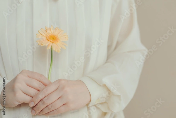 Fototapeta 一輪のガーベラを両手で持つ女性の手
