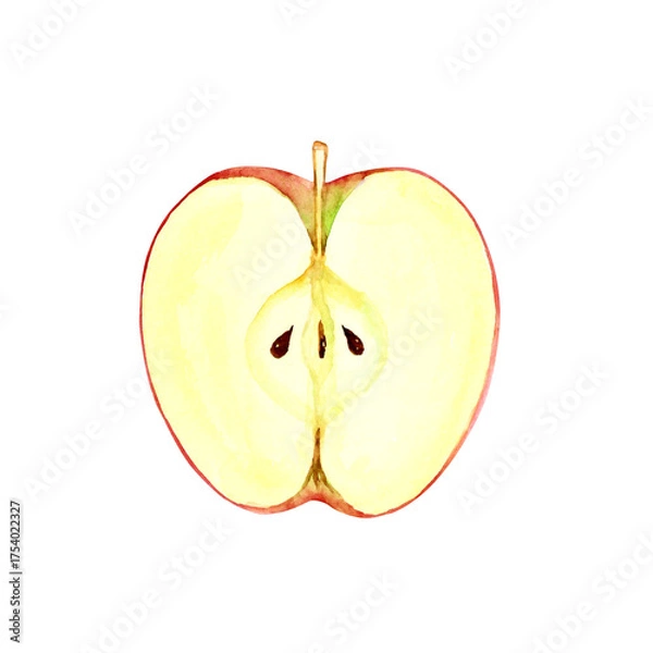 Obraz りんご　果物 断面　水彩 イラスト
