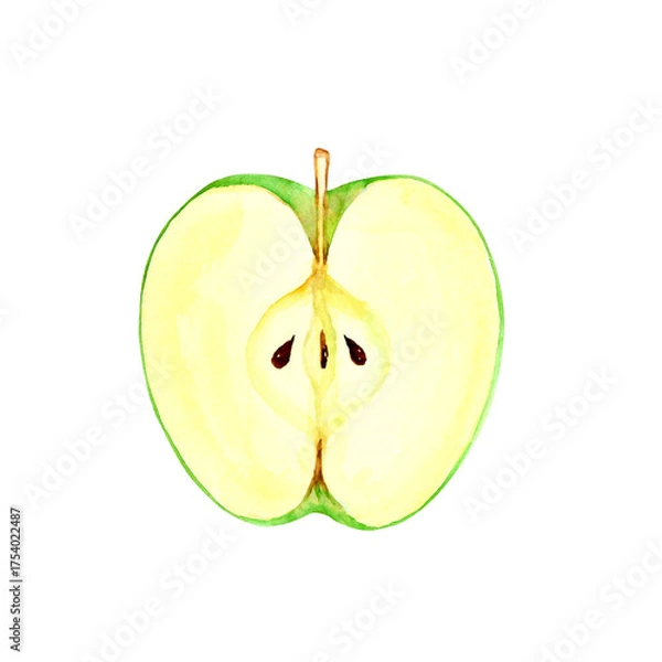 Obraz 青りんご　果物 断面　水彩 イラスト