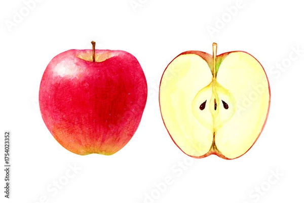 Obraz りんご　果物 断面　水彩 イラスト