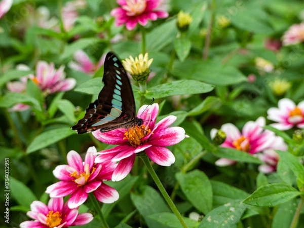 Fototapeta ジニアにとまるアオスジアゲハの舞