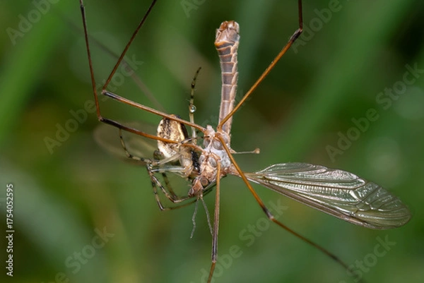 Obraz Spinne gegen Tipula