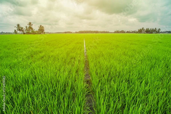 Obraz Beautiful Rice Field and Cloudy Sky 