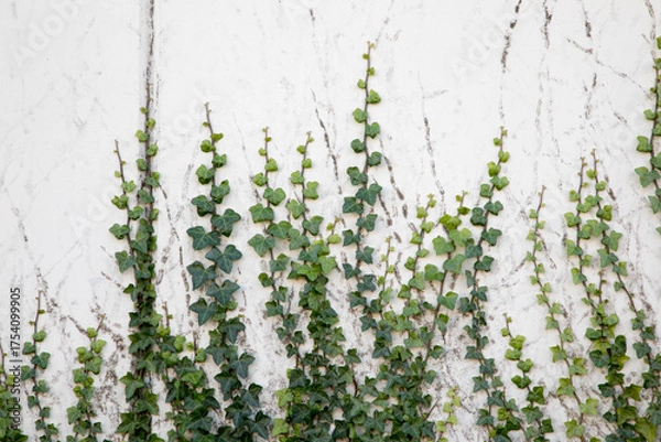 Obraz green grass background