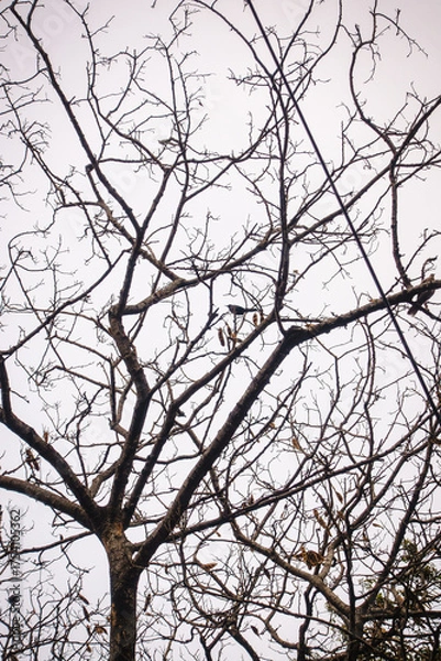 Obraz naturaleza seca 