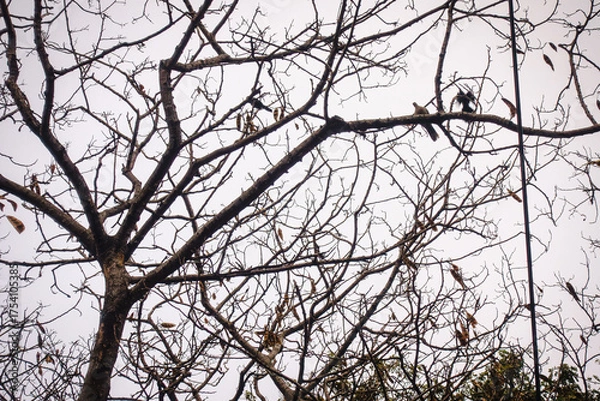 Obraz silueta de árbol