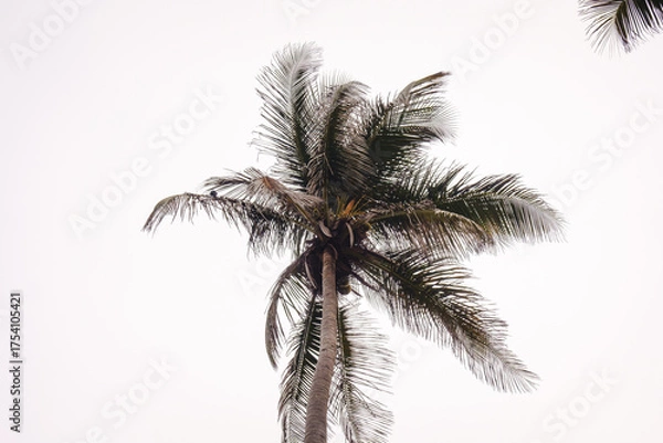 Obraz palmera nublada