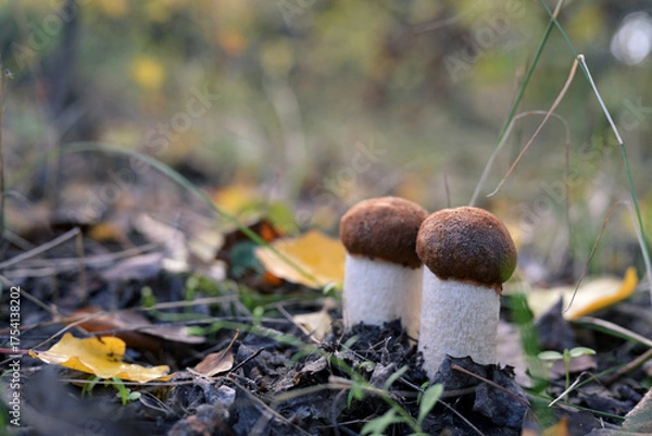 Obraz Leccinum scabrum Mushrooms Growing on Forest Ground in Autumn