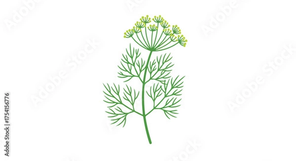 Obraz Botanical illustration of dill plant with delicate foliage and umbel flowers, isolated against a white background for culinary or herb related design