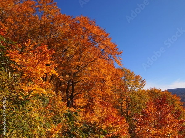 Fototapeta OLYMPUS DIGITAL CAMERA