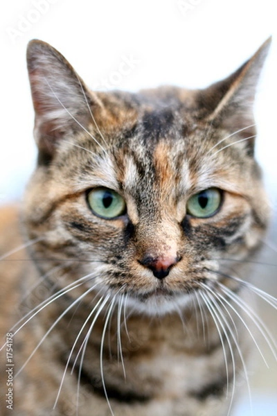 Obraz orange the cat