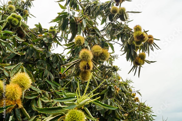 Fototapeta  Chestnut trees with ripe fruits in the countryside of Kastoria, Greece, during autumn