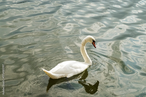 Fototapeta Swan swimming on calm lake surface in Kastoria, Greece. Soft light and reflections create peaceful atmosphere.