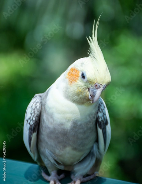 Fototapeta Cockatiel