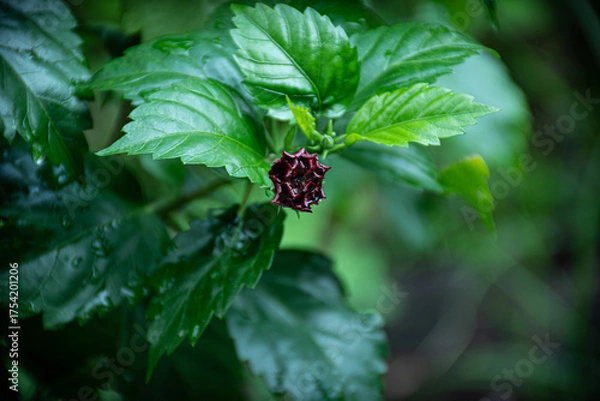 Obraz Red flower