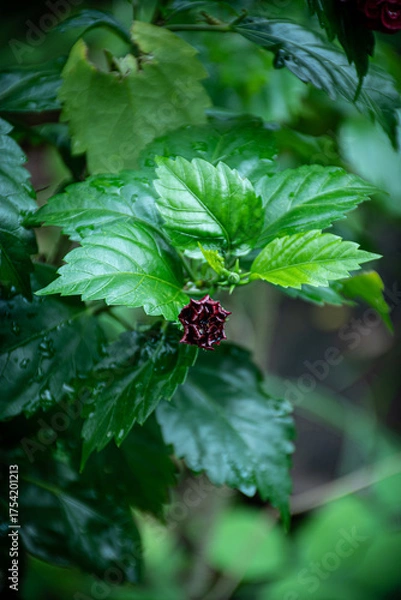 Fototapeta Red flower
