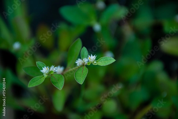 Fototapeta White flower