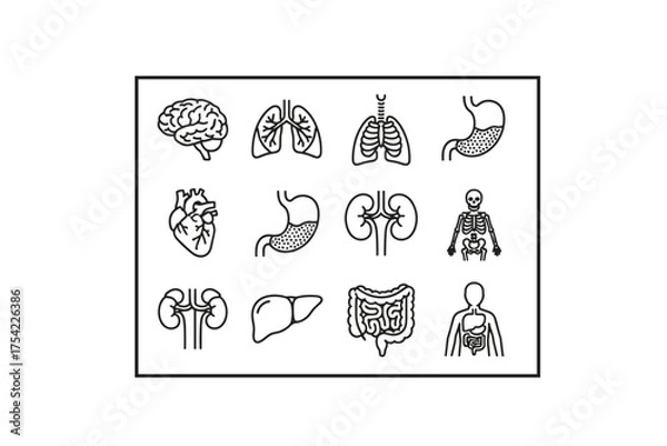 Fototapeta Editable anatomy line icon set with human brain, lungs, heart, stomach, kidneys, liver, intestines, and skeleton. Medical organs vector illustration collection for health and education