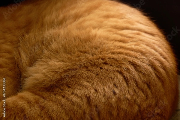 Obraz 丸くなって玄関で寝ている猫。動物の毛のテクスチャー