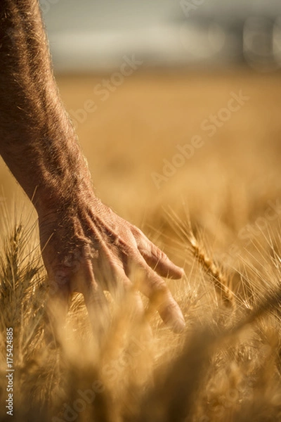 Fototapeta Wheat fields