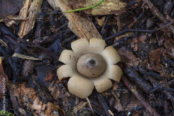 Obraz Geastrum saccatum mushroom in rainforest