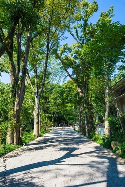 Fototapeta 京都 下鴨神社 参道