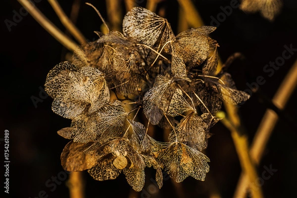 Fototapeta close up of a faded hydrangea in the city garden in winter