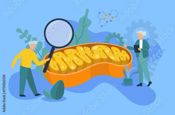 Obraz longevity concept: elderly couple studying about mitochondria 