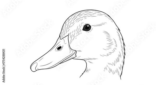 Obraz A detailed black and white illustration of a duck's head in profile showing its beak and eye.