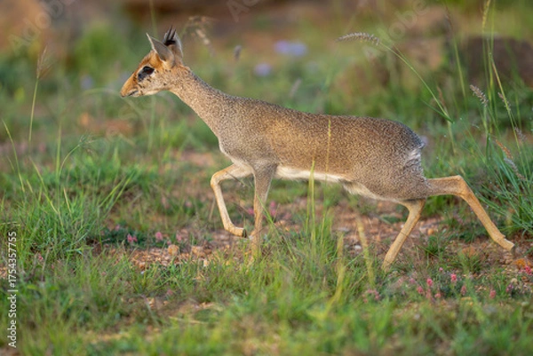 Obraz Günther's dik-dik