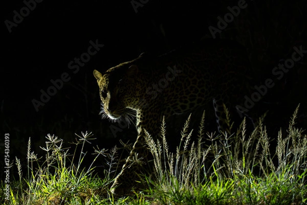 Obraz Leopard or Panther, Panthera pardus night time portrait