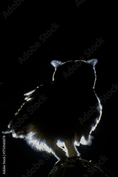 Obraz Greyish eagle-owl or Vermiculated eagle-owl portrait