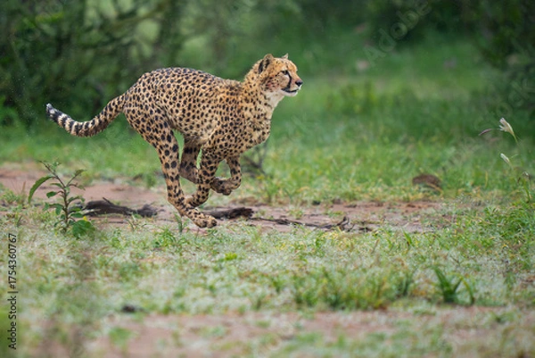 Obraz Cheetah run in green landscape
