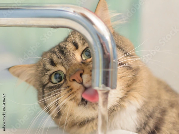 Fototapeta From the tap water runs and the cat drinks water.