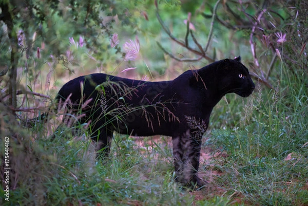 Obraz Melanistic leopard in green vegetation