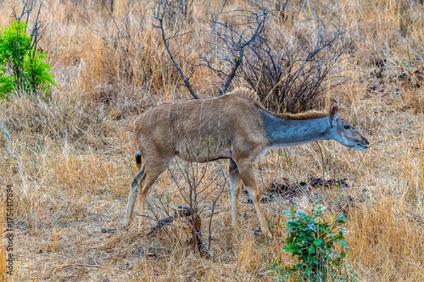 Fototapeta A view of an impala stretching forward in the bush in Kruger national park, South Africa in Springtime