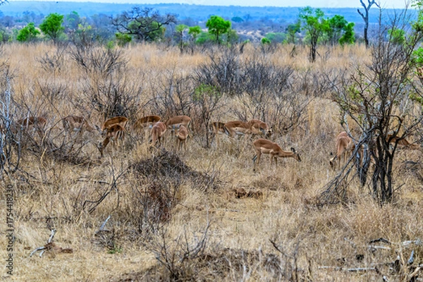 Fototapeta A view of a herd of female impala in the bush in Kruger national park, South Africa in Springtime