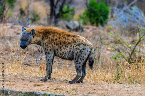 Fototapeta A view of a spotted hyena in Kruger national park, South Africa in Springtime