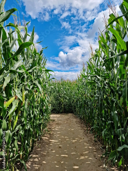 Fototapeta View of a summer cornfield maze with paths between tall green maize plant over two meters high, a fun outdoor attraction for children and families.