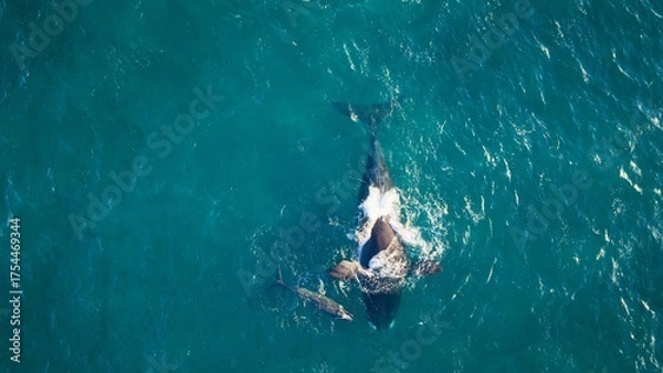 Obraz Aerial view of a southern right whale swimming with its calf in the clear waters off the Argentine coast.