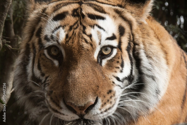 Fototapeta Bronx Zoo Tiger Face