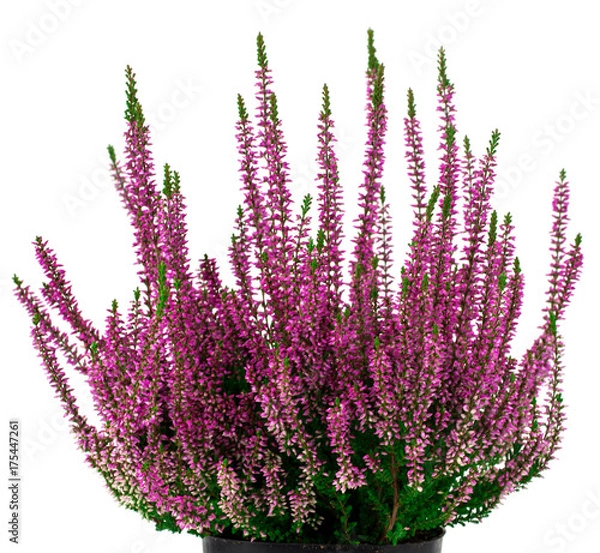 Obraz wrzos na białym tle